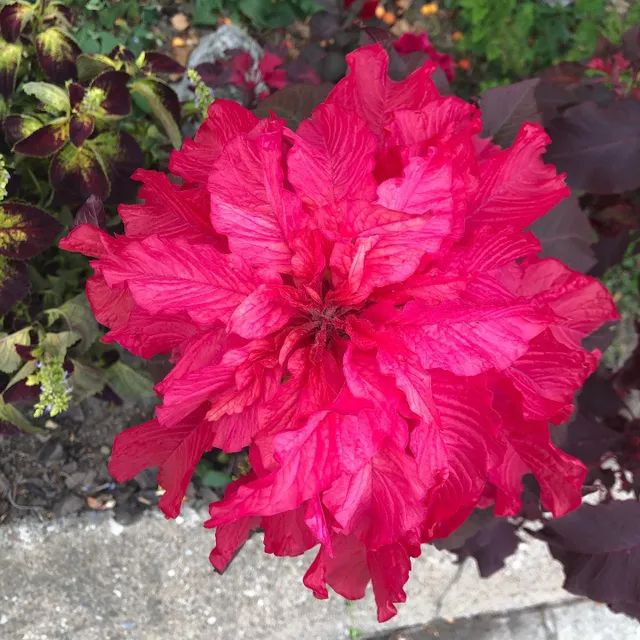 Wish us peace, health and beauty everyday. #flower no filter