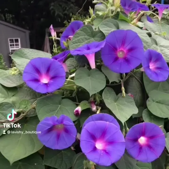#flower