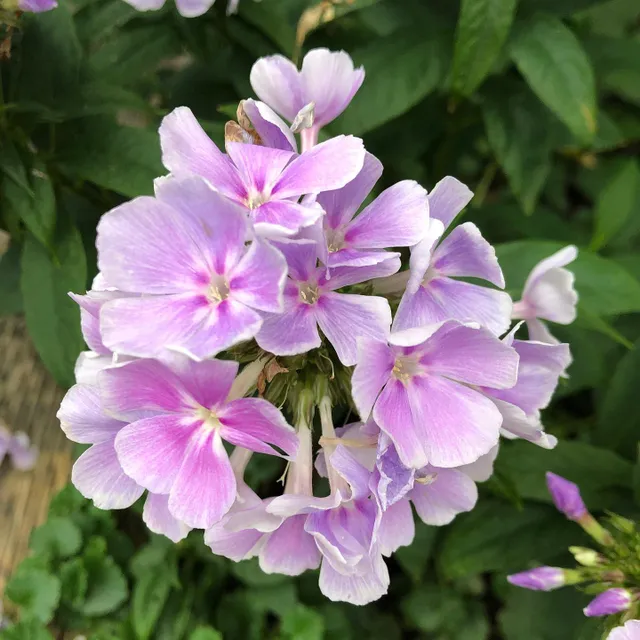 #happy #weekend to #us all #flower from our #garden