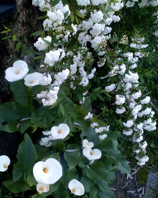 50 sfumature di bianco #primavera  #spring  #biancospino  #calle #ilverderilassasempre