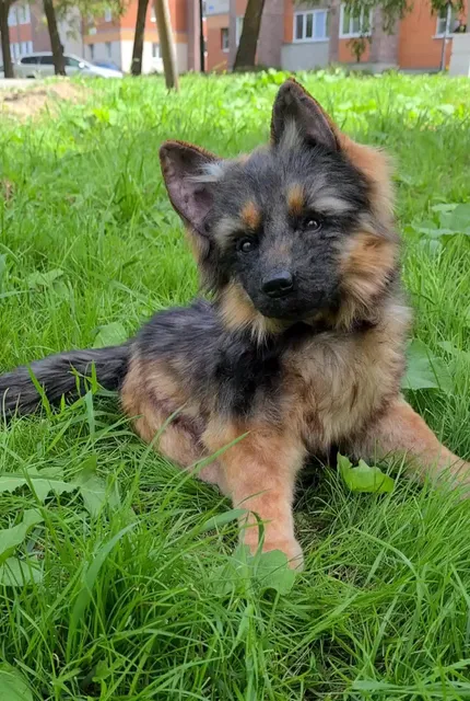 German Shepherd. Stuffed dog.