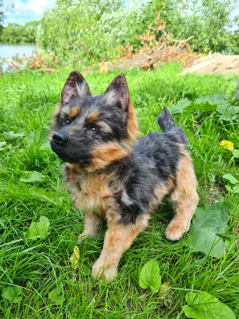 Stuffed German Shepherd