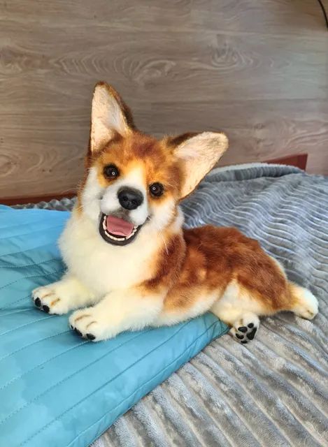 Realistic dog. Welsh corgi pembroke.