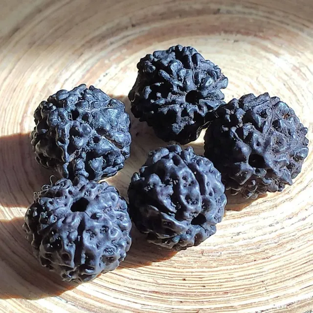 РУДРАКША 6-ЛИКАЯ в наличии у #oxy_jewellery

Из Шива-Пураны: "Рудракша с шестью ликами - Карттикея. Человеку, носящему ее на правом предплечье, прощается даже грех убийства брахмана".
Из Падма-Пураны: "Тот, кто носит на правой руке рудракшу с шестью ликами, образ самого Карттикеи, свободен от греха убийства брахмана и прочих. Тот будет храбр, как Сканда, не будет знать поражений в битве, будет храбр и красноречив, тот - средоточие добродетели на земле. Если человек, носящий 6-ликую рудракшу брахман, он будет почитаем даже царем, если кшатрий - будет победоносен, если ваишья или шудра - всегда будет богат, а Парвати станет для него матерью".
Из Рудракшаджабала Упанишады: "Рудракша с шестью ликами - сам Карттикея. Она приятна Богине Лакшми и дарует крепкое здоровье, богатство, разностороннее знание, мудрость и деньги".
Астрологическое значение: Правящая планета - Венера. Рудракша с шестью ликами считается преодолевающей неблагоприятное влияние Венеры. Венера управляет половыми органами, спермой, месячными у женщин, горлом, доблестью, сексуальным удовольствием, любовью, музыкой, материальными благами, судьбой и т.д. Ее неблагоприятное влияние порождает болезни глаз, половых органов, рта, уретры, горла и т.д. Исконно шестиликую рудракшу призваны носить кшатрии (воины) и грихастхи (семьянины) для благополучия их дхармы.
Мантра: Аум Хрим Шрим Клим Саум Аим
#рудра #рудракша #шива #шиваизм #парвати #ганеша #мала #четкиизрудракши #бусысрудракшей #слезышивы #йога #дхарма