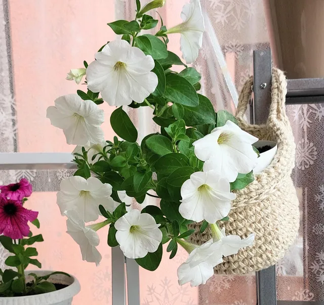 Plant hanger
