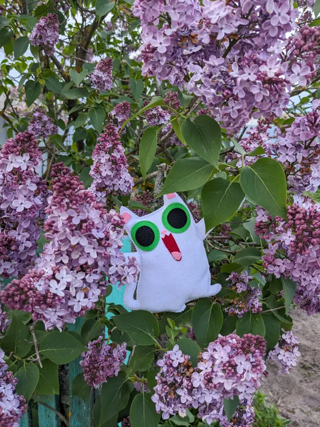 Peekaboo Cat