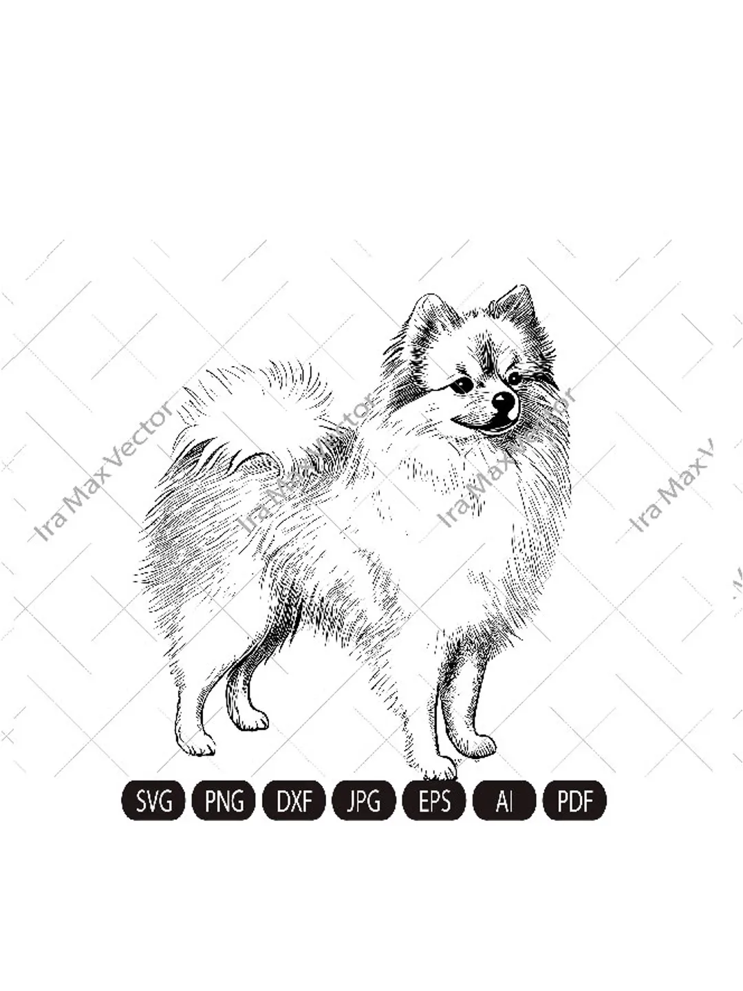 Pomeranian spitz dog svg,Spitz clip art, Smiling dog vector graphic art,  Pomeranian spitz detailed, Spitz standing,White Spitz, image size:1080x1440