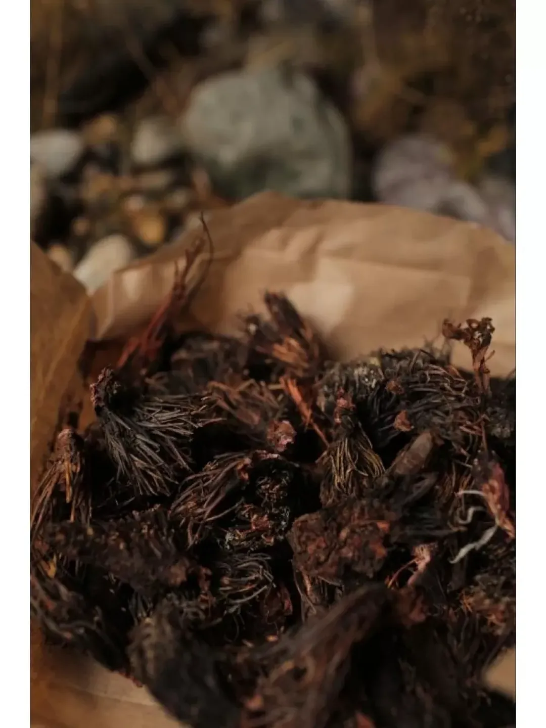 Red brush Rhodiola quadrifida herbal