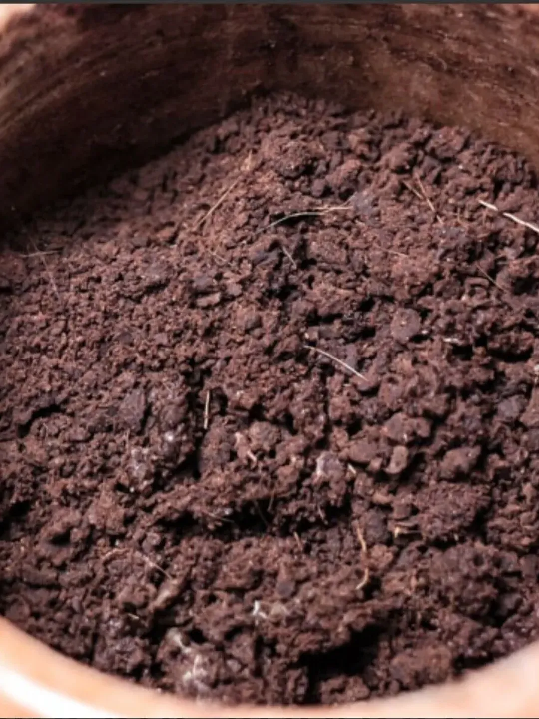 Musk of musk deer (musk deer stream) -Moschus Moschiferus pure 0,035 oz (1g)