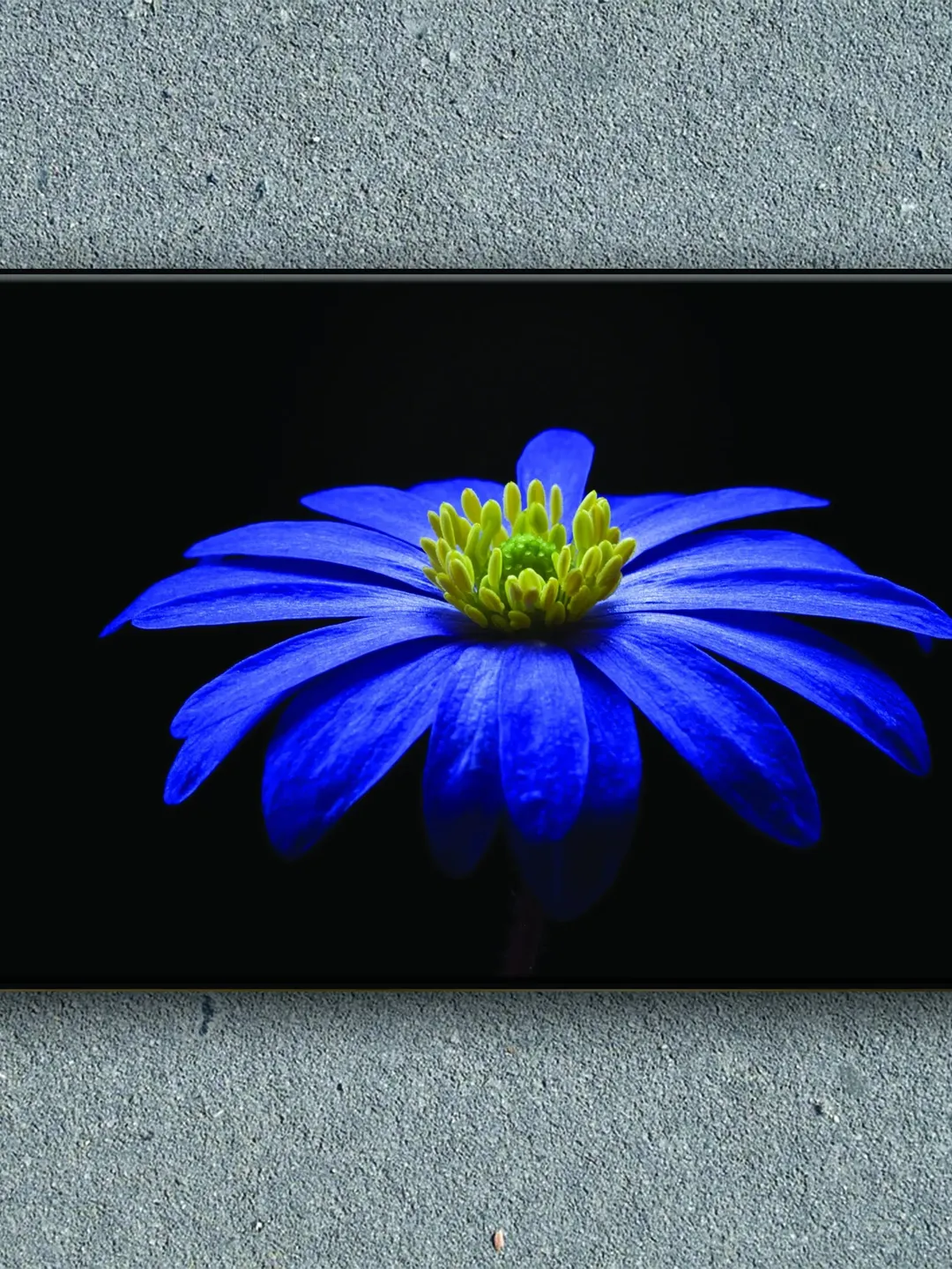 Flower Print on Canvas , Floating Frame Option, Modern Wall Art, Extra Large Canvas Wall Art