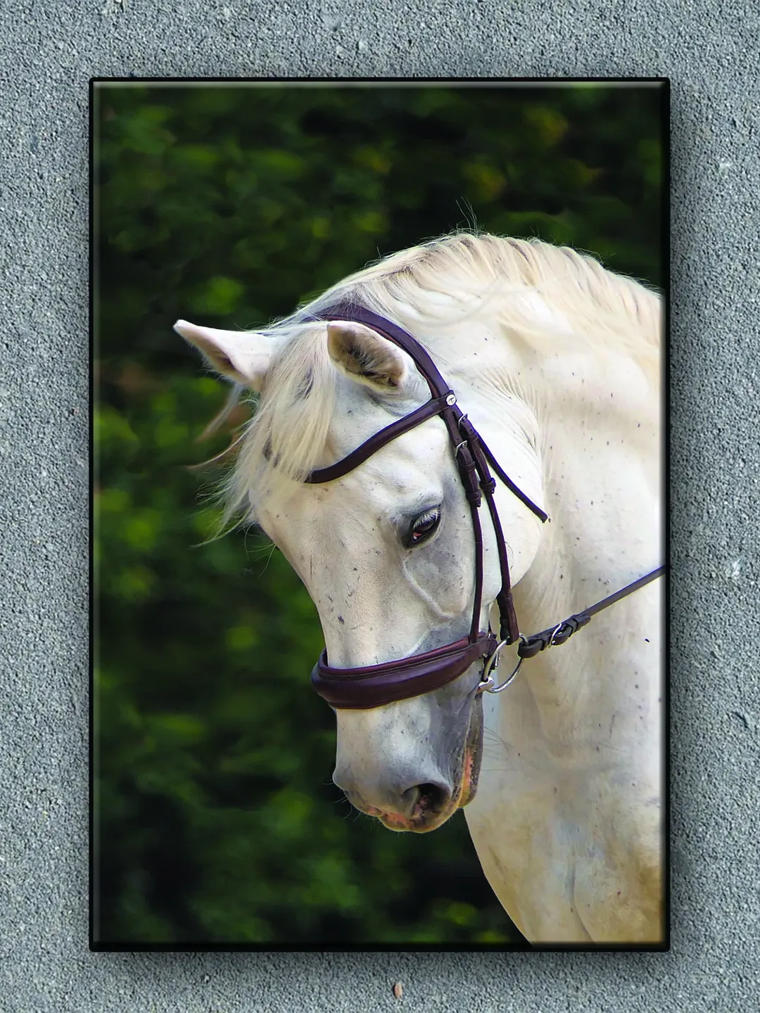 White Horse Print on Canvas , Floating Frame Option, Modern Wall Art, Extra Large Canvas Wall Art