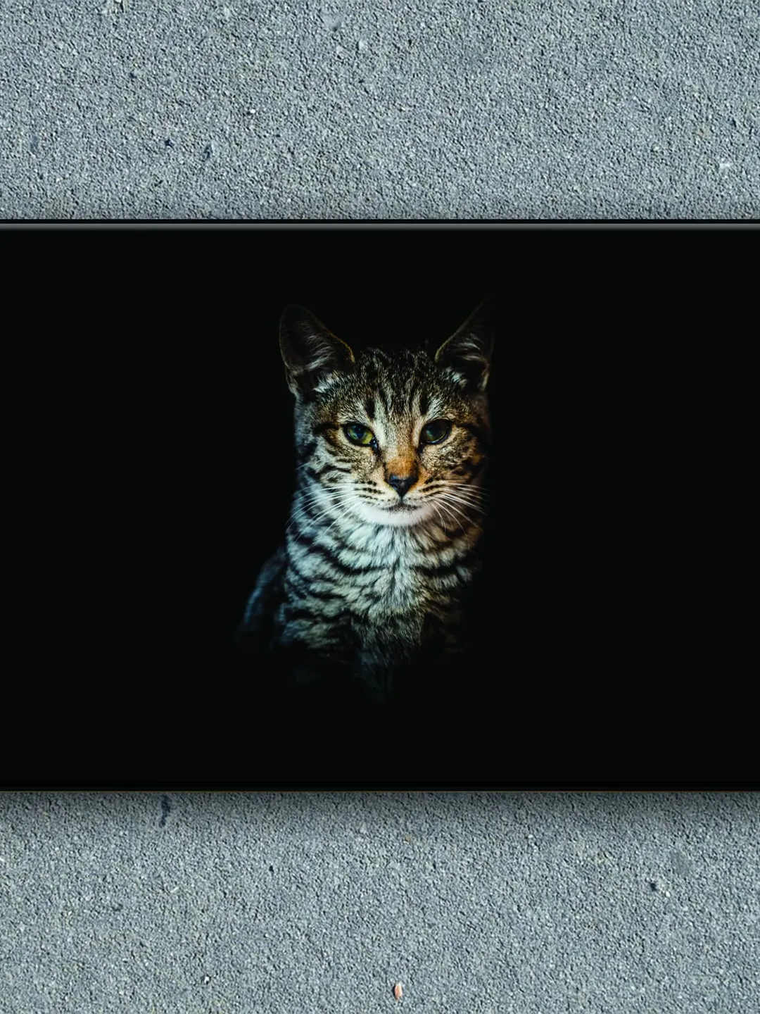 Cat Print on Canvas , Floating Frame Option, Modern Wall Art, Extra Large Canvas Wall Art