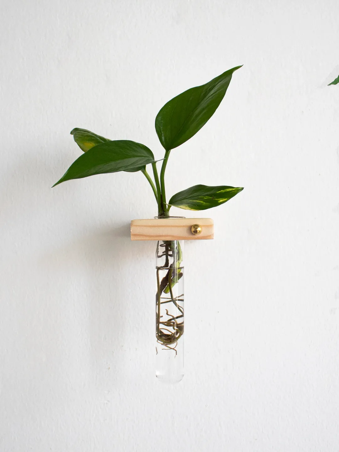 wall Plant propagation station, Propagating Plant Station, Wall Hanging Plant, Propagate Plants, Propagate Station, Test Tube planter