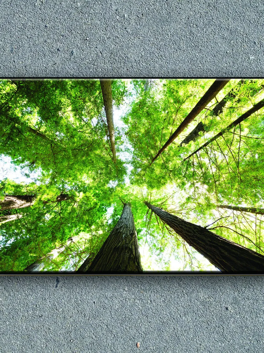 Forest Landscape Print on Canvas , Floating Frame Option, Modern Wall Art, Extra Large Canvas Wall Art