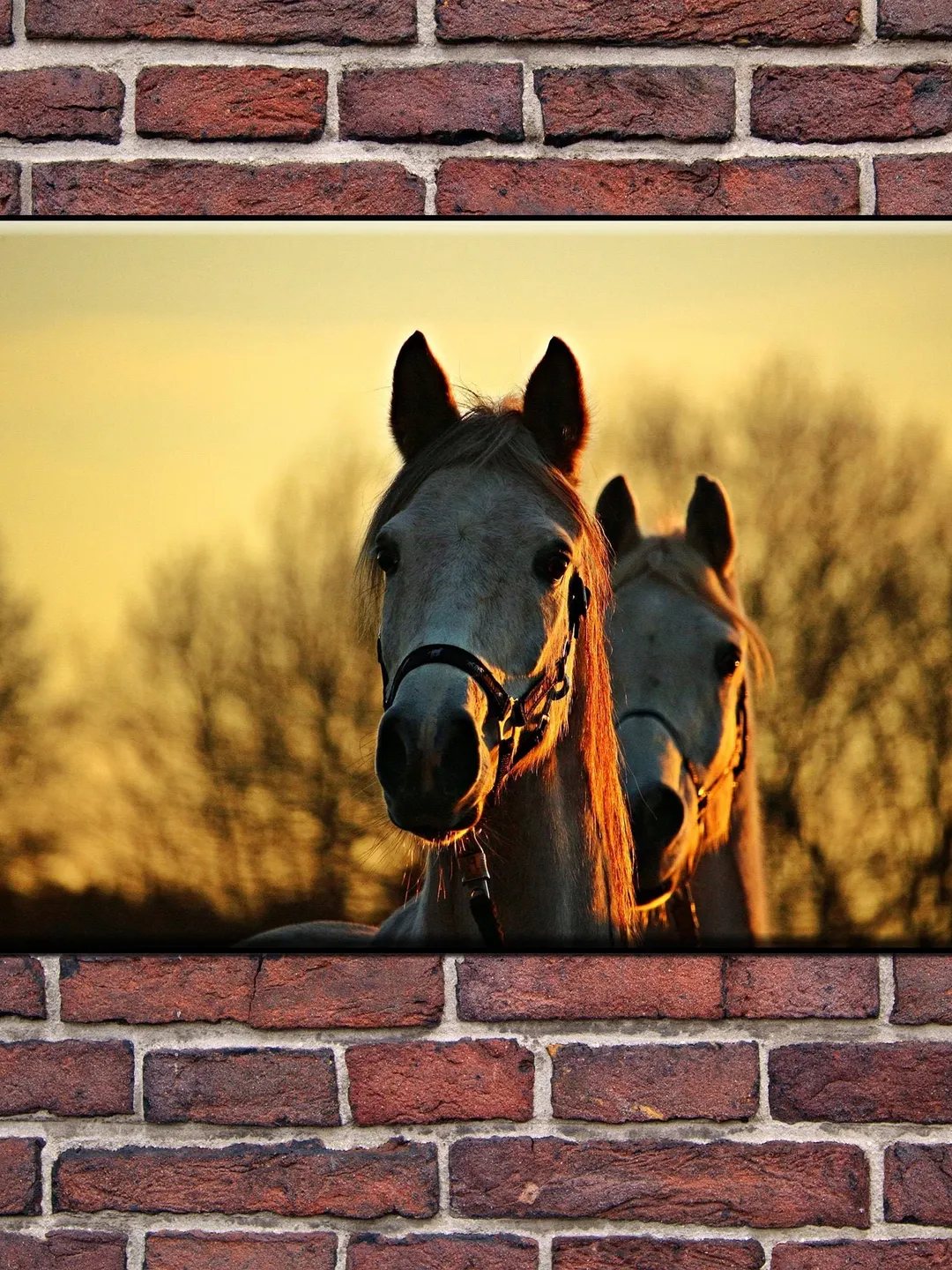 Horse Print on Canvas , Floating Frame Option, Modern Wall Art, Extra Large Canvas  Wall Art, image size:1080x1440