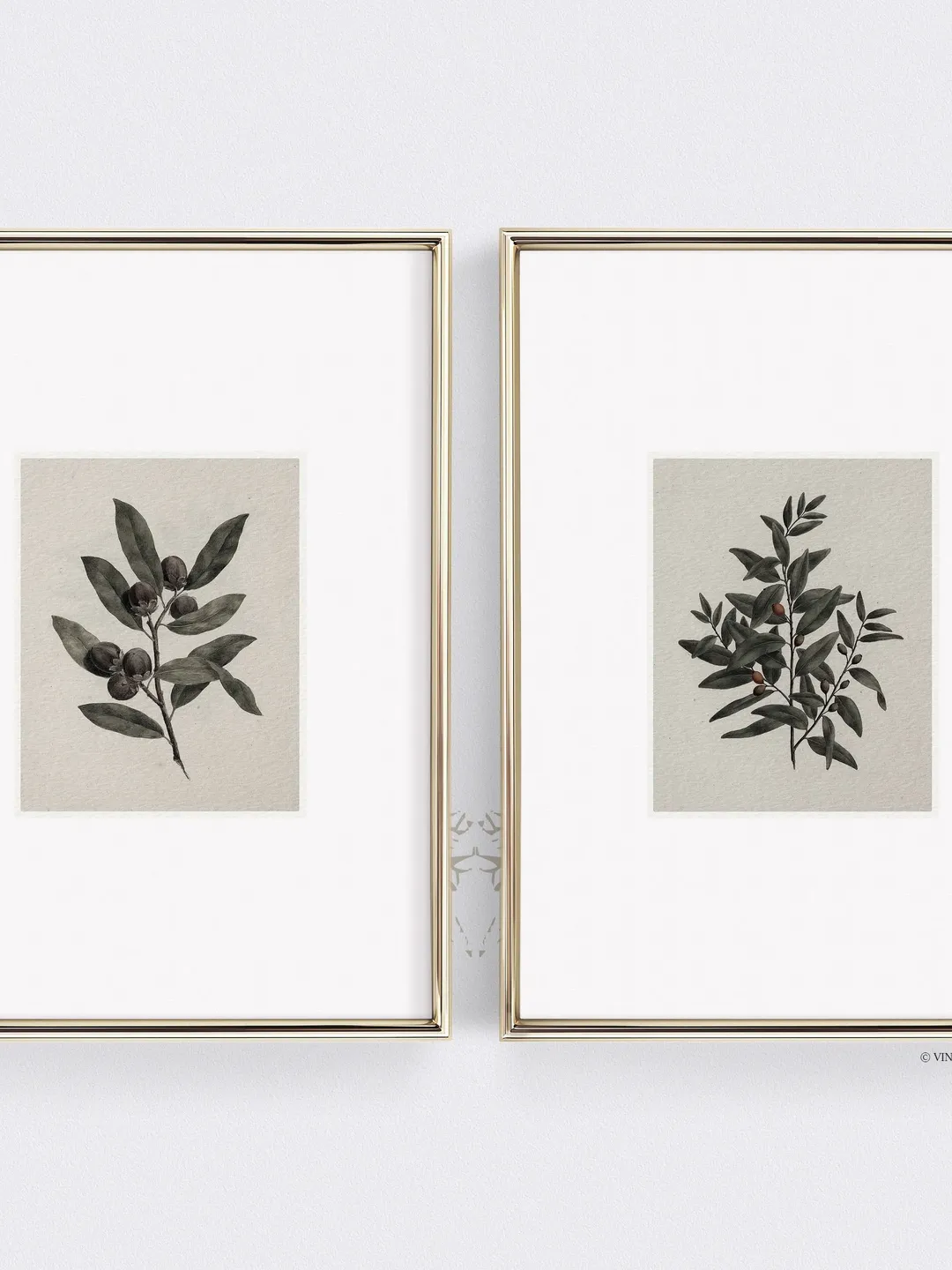 Vintage Olive Branches Set of 2 Prints, Antique Minimalist Botanical Art, Printable Wall Decor Digital Download | 138 S2