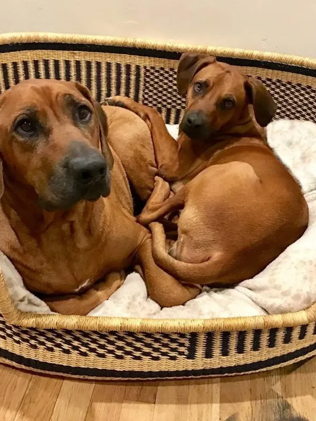 Personalized Large Dog Bed, Modern Dog Bed Furniture, Custom Cat Bed, Dog Toy Basket