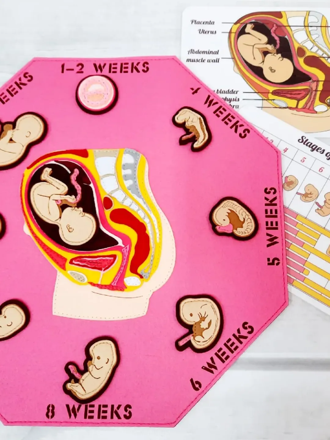 DEVELOPMENT HUMAN EMBRYO, Fetal development, Reproductive System ...