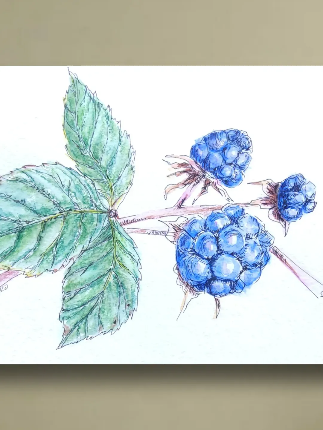 Blackberry painting original watercolor art wild berry artwork  wildlife Painting 5 by 7