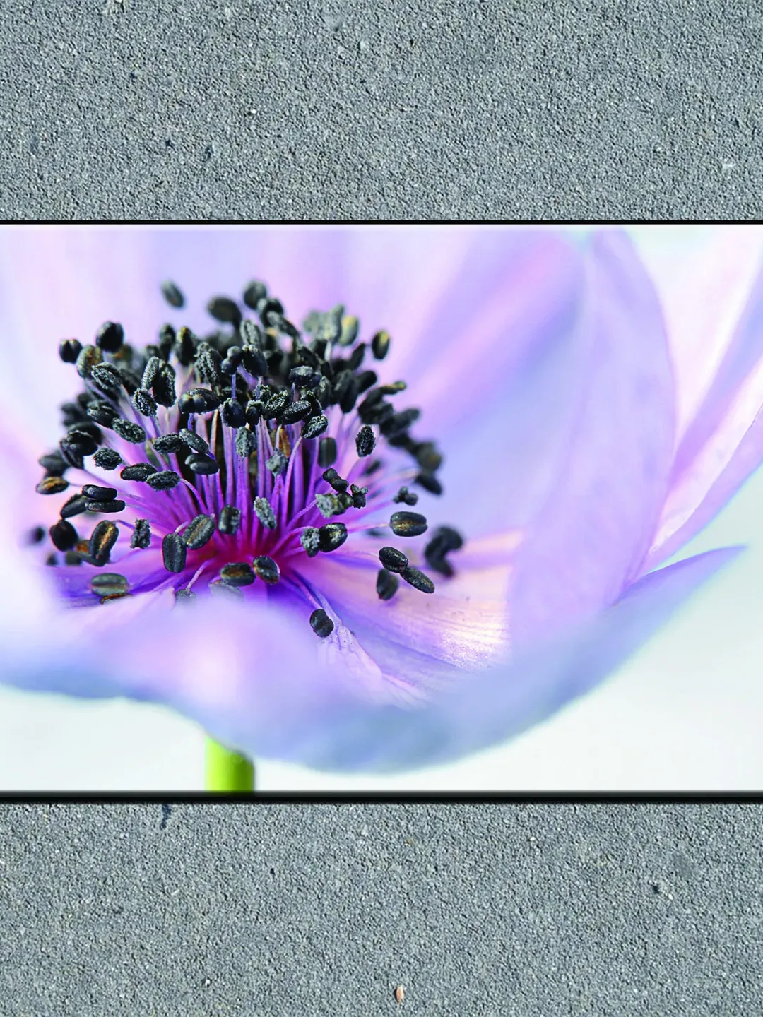 Flower Print on Canvas , Floating Frame Option, Modern Wall Art, Extra Large Canvas Wall Art