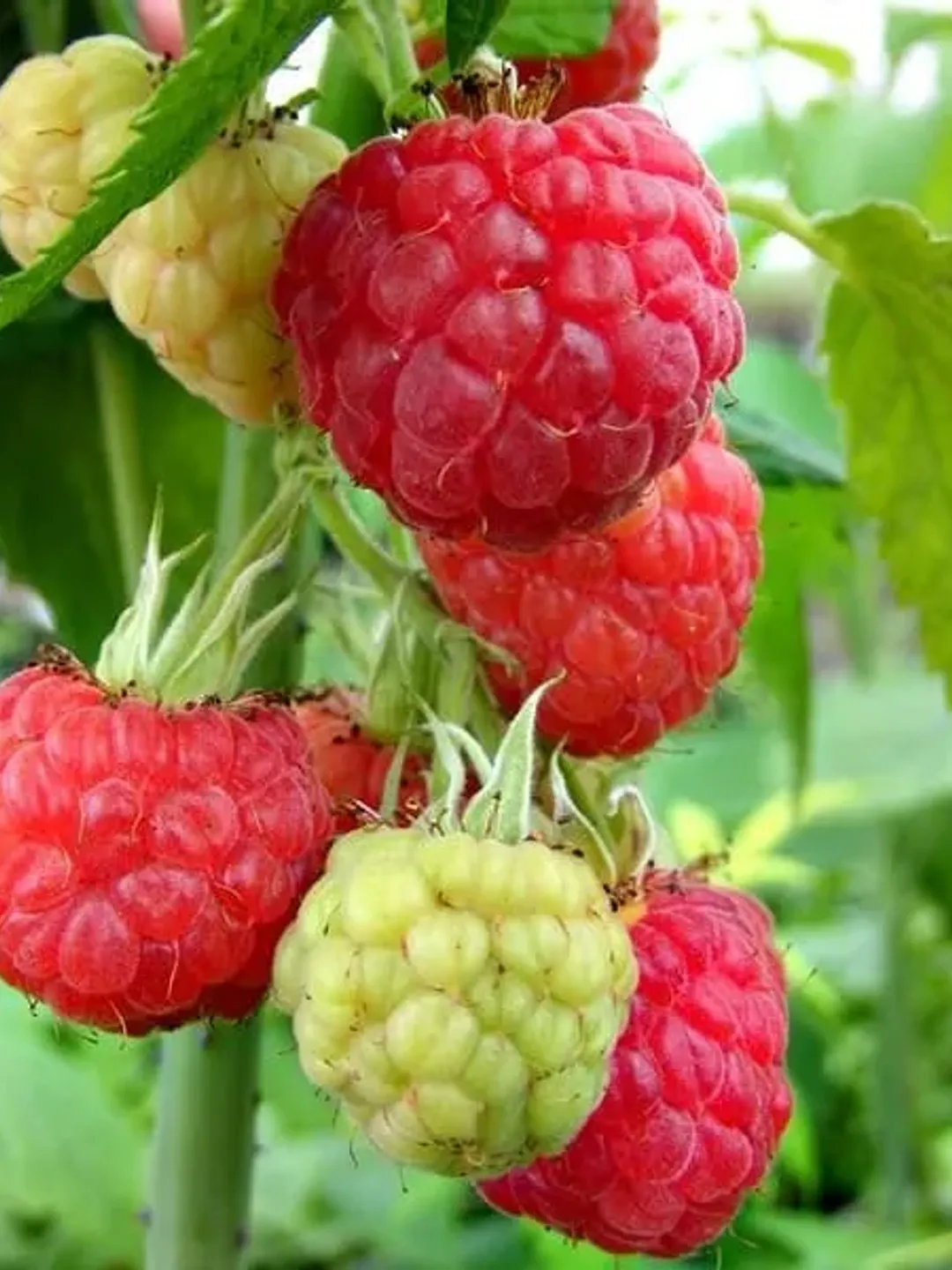 Gmo Raspberries GGW Red Raspberry Tea Therapy, All Natural, GMO Free, 100% Quality, No ...