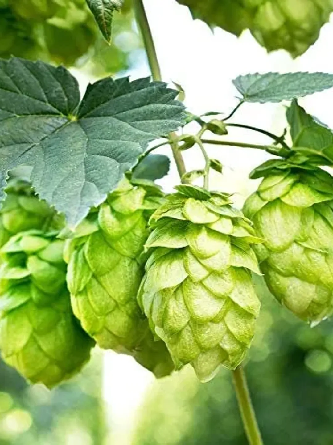 GGW All Natural Hops Flowers (Cones) Tea, GMO Free, Fragrance Free, No ...