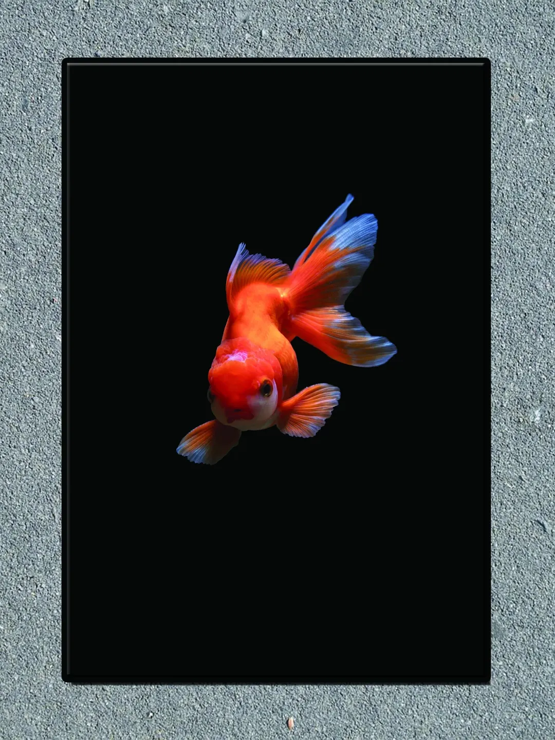Fish Print on Canvas , Floating Frame Option, Modern Wall Art, Extra Large Canvas Wall Art