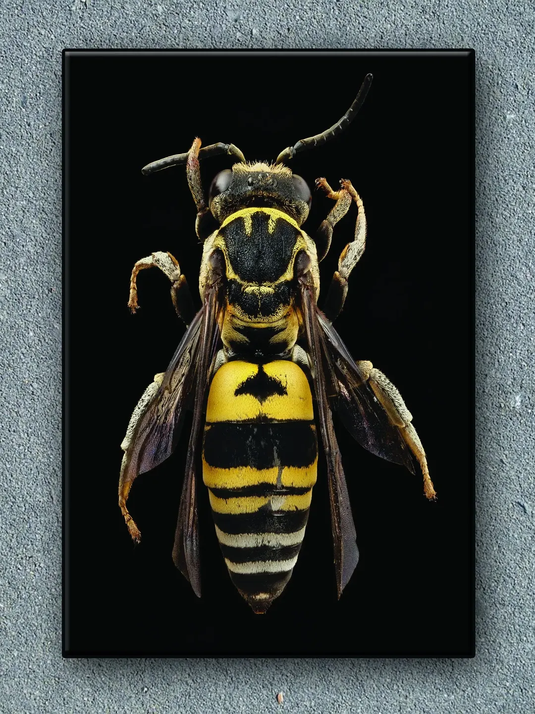 Bee Print on Canvas , Floating Frame Option, Modern Wall Art, Extra Large Canvas Wall Art