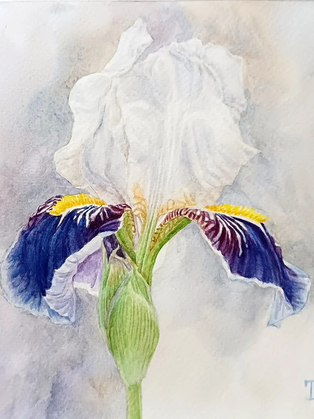"Blue and White Iris"  Flower Original Wall Art Painting Watercolor Artwork picture floral, 17x17cm.