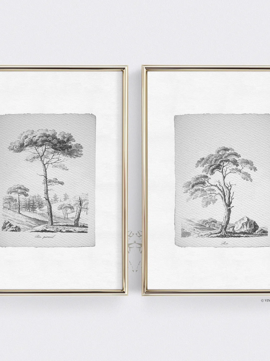 Pine Tree Sketch Vintage Prints set of 2, Nature Drawing, Printable Wall Art Decor, Digital Download | 117 S2