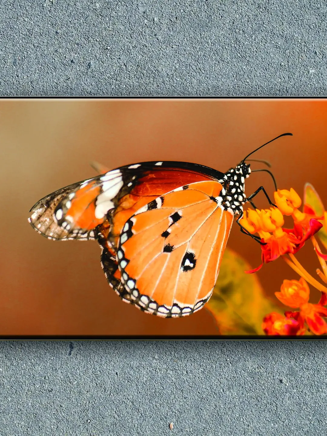 Butterfly Print on Canvas , Floating Frame Option, Modern Wall Art, Extra Large Canvas Wall Art