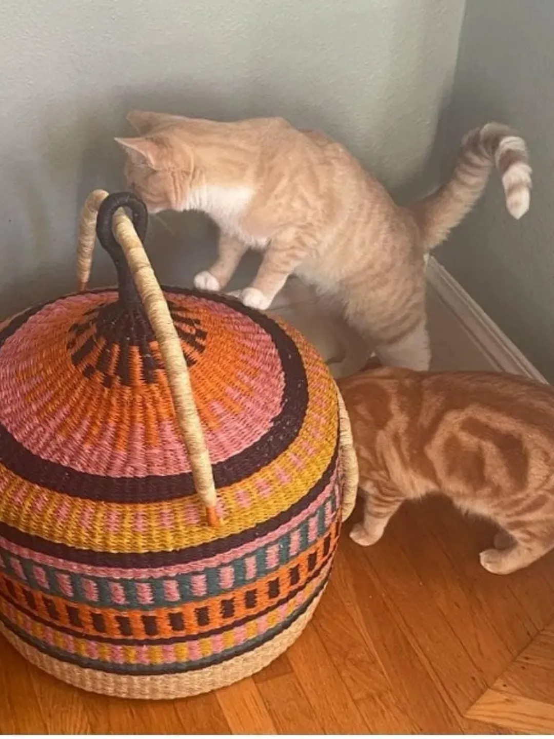 Cat Basket, Modern cat bed furniture, Cat Hammock Bed, Cat Bed Cave, Cat Wall Furniture, Cute Cat Bed, Cat Shelves, Cat wall Shelves