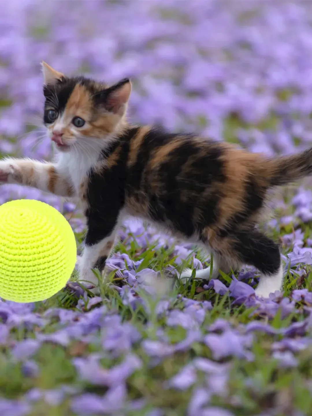Cat toy ball, rattle, organic rattle balls, personalized pets toys ...