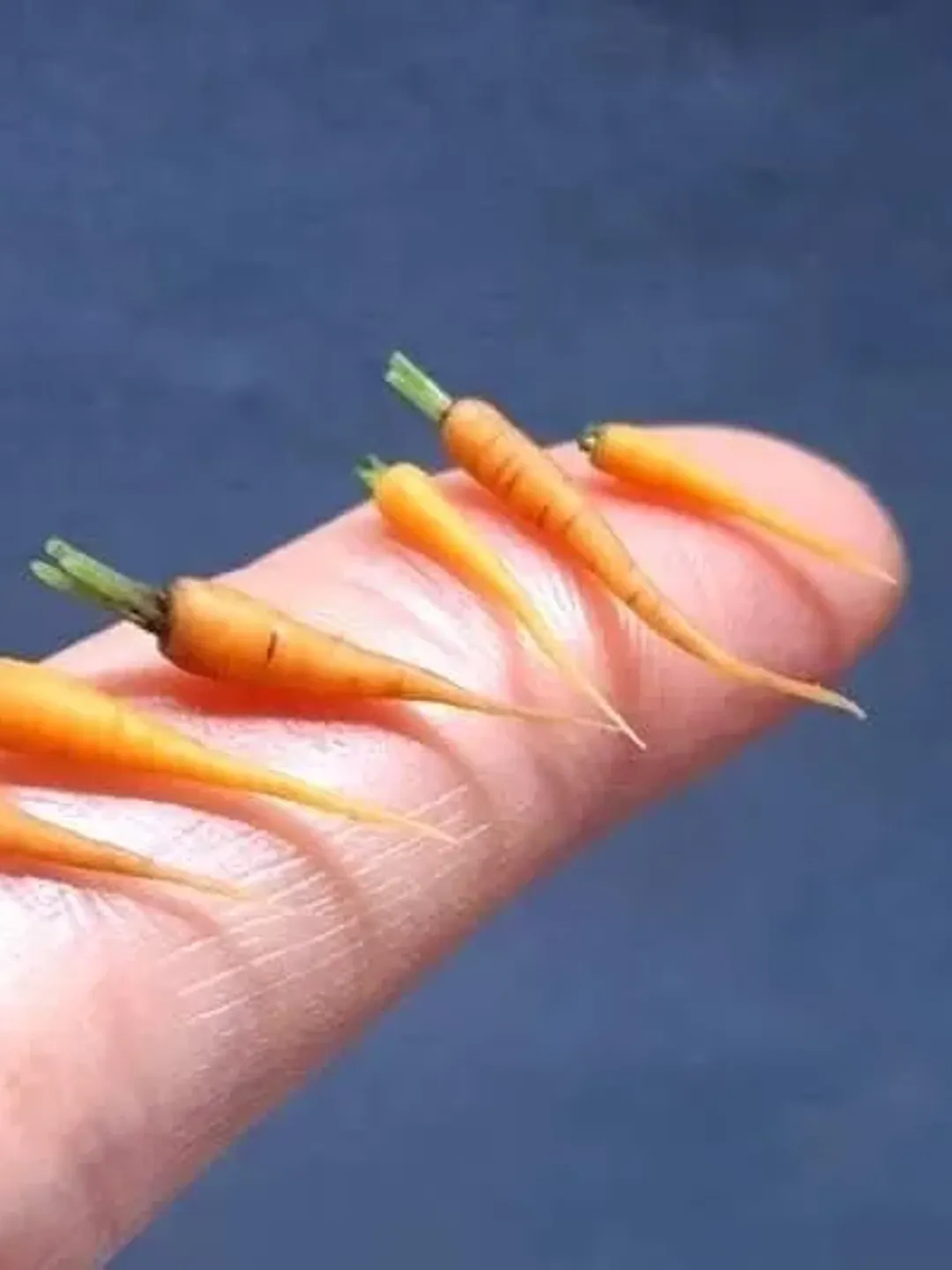 Miniature Carrot 1:12 scale, Dollhouse carrot, Miniature food 1:12, Miniature vegetable garden vegetables