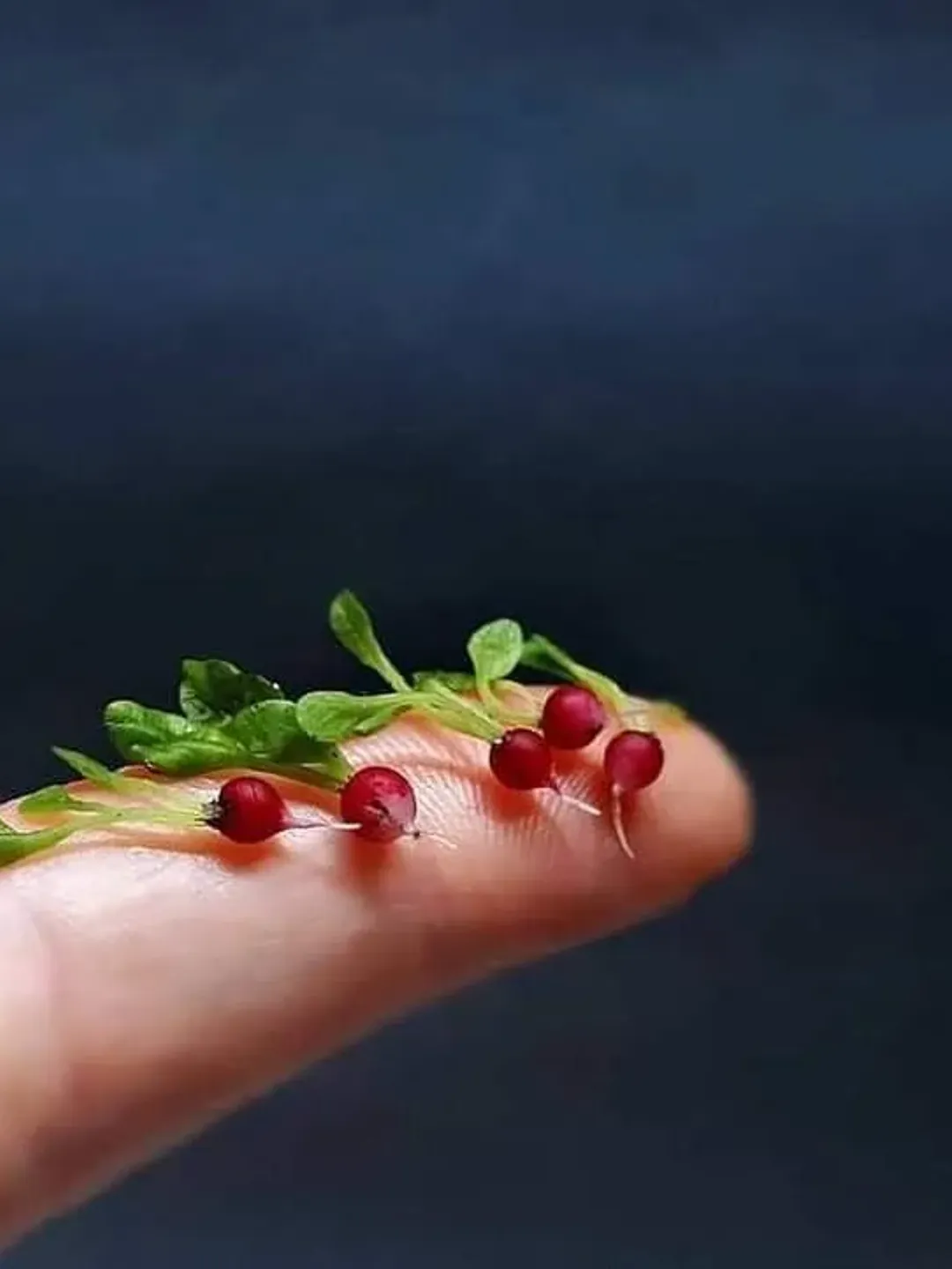 Miniature Radish 1:12 for Dollhouse, Miniature Vegetables for Dolls, Dollhouse food, Doll Garden vegetables