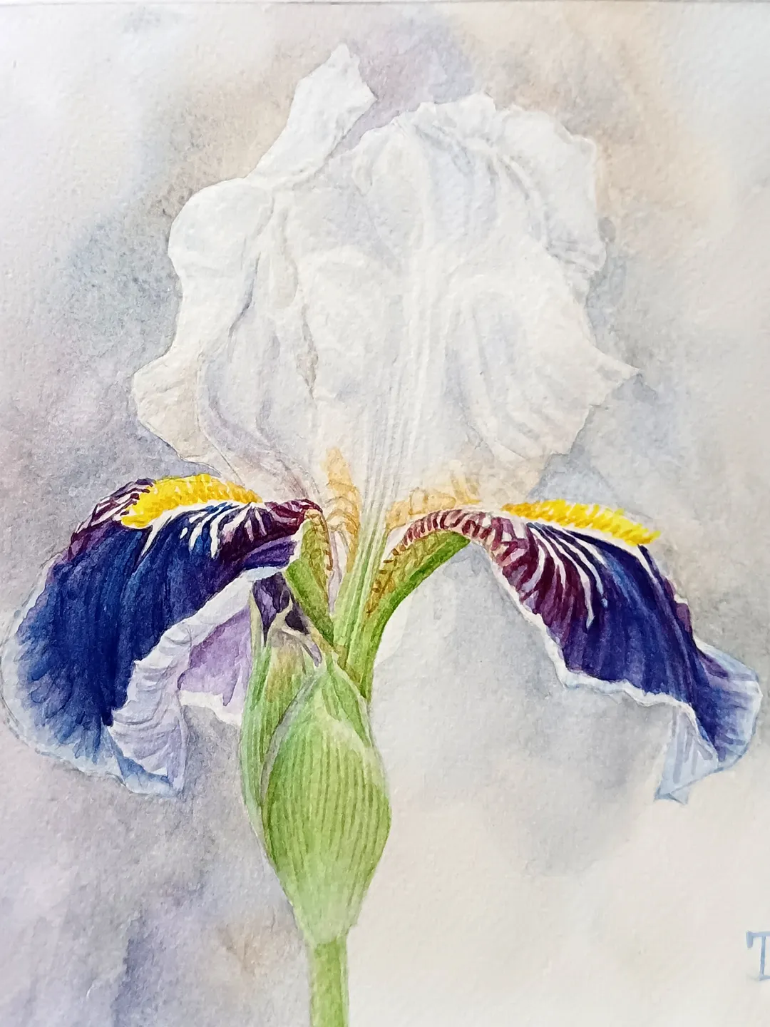 "Blue and White Iris"  Flower Original Wall Art Painting Watercolor Artwork picture floral, 17x17cm.