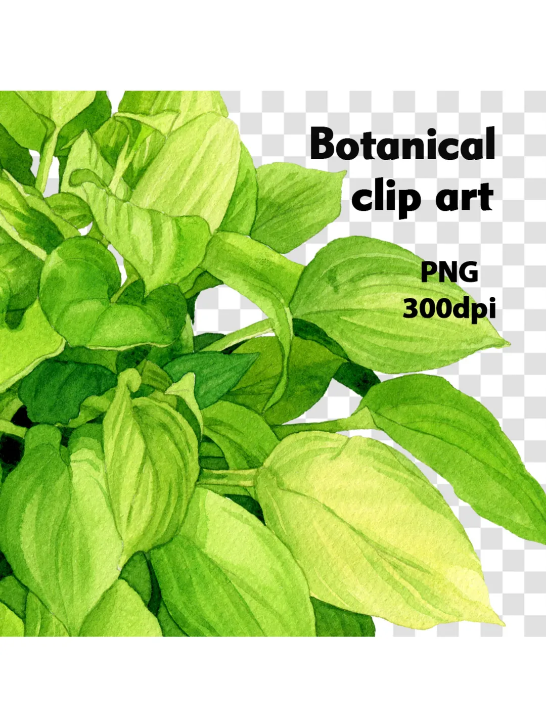 Watercolor clip art with green leaves hosta 2, Digital watercolor file PNG and JPEG for design and print Illustration