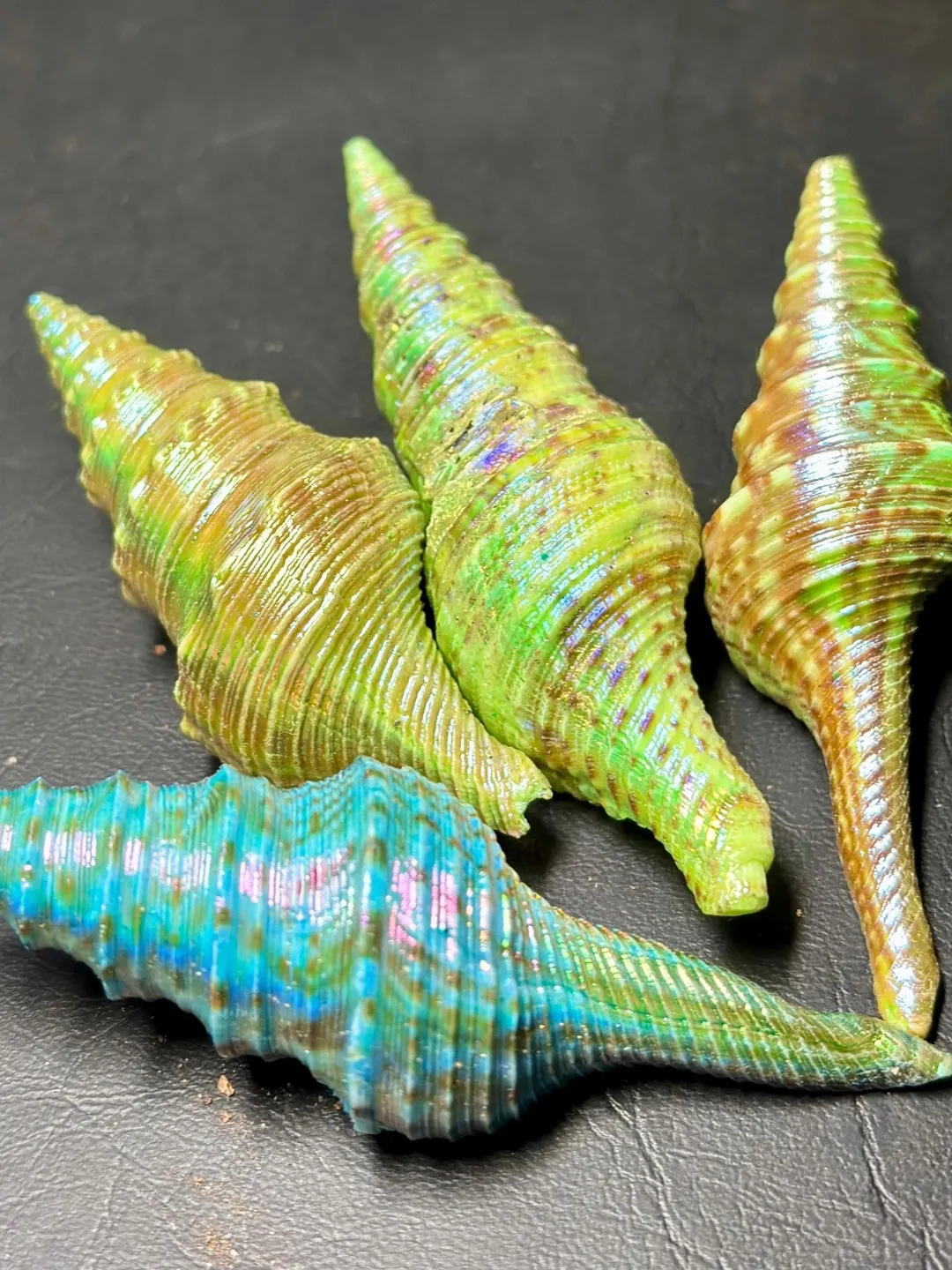 2 pieces lot Natural dyed Florida Horse Conch shells. cabochonGemston ...