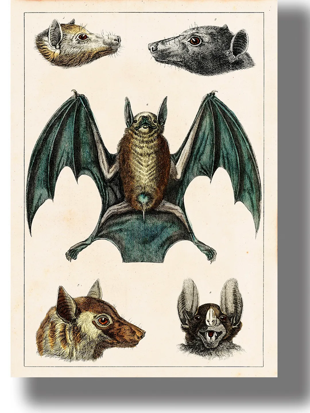 Victorian illustration with bats from a zoological book.