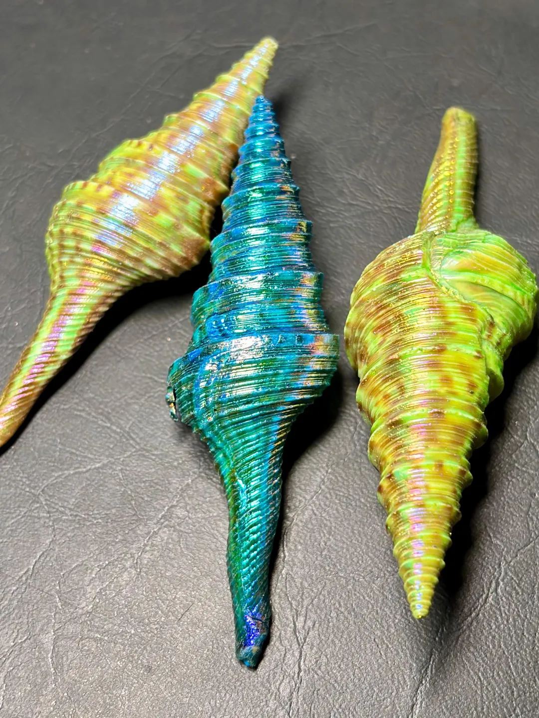 3 pieces lot Natural dyed Florida Horse Conch shells. cabochonGemston ...