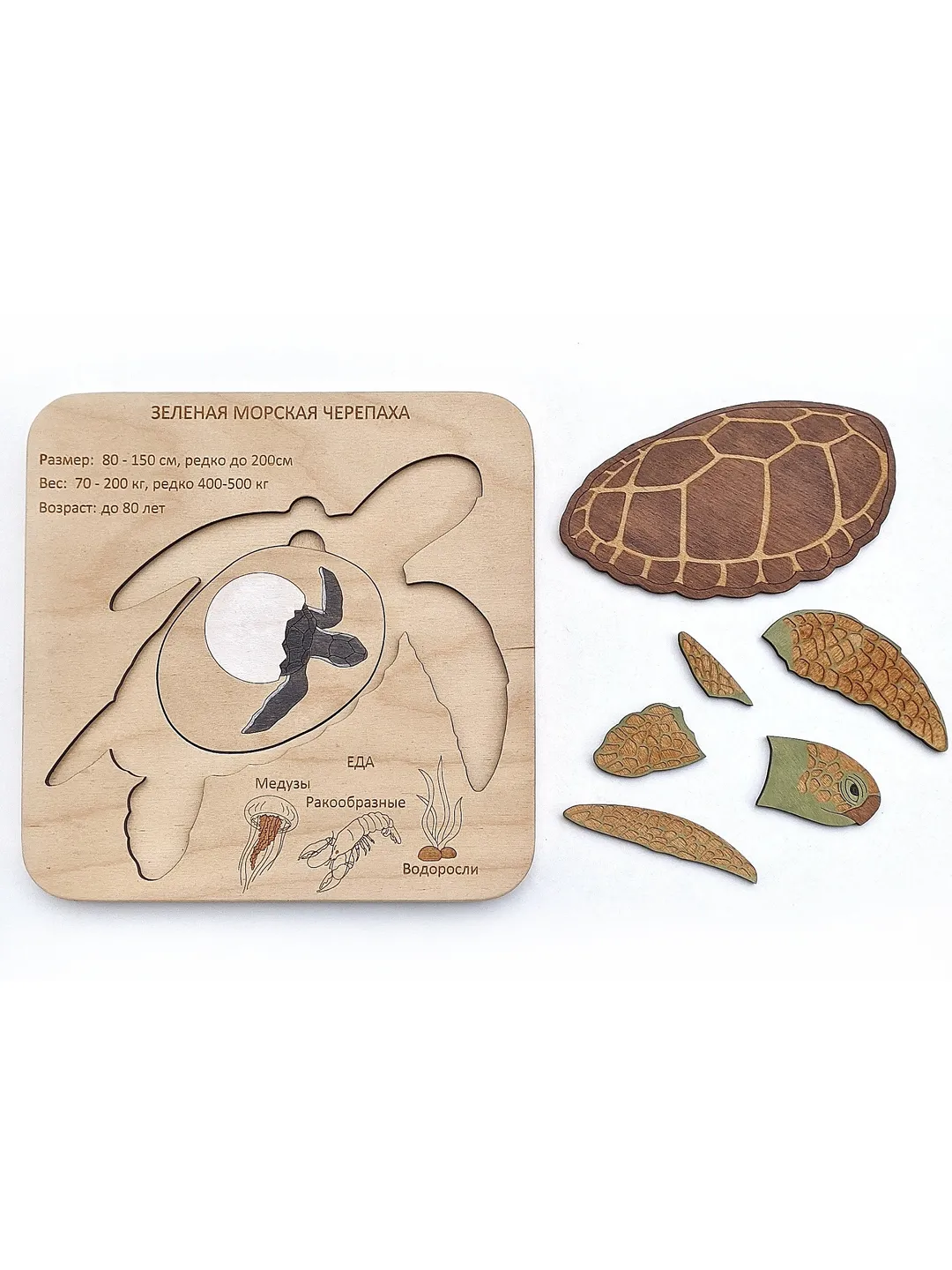 Wooden handmade Puzzle Green sea turtle Montessori puzzle science play