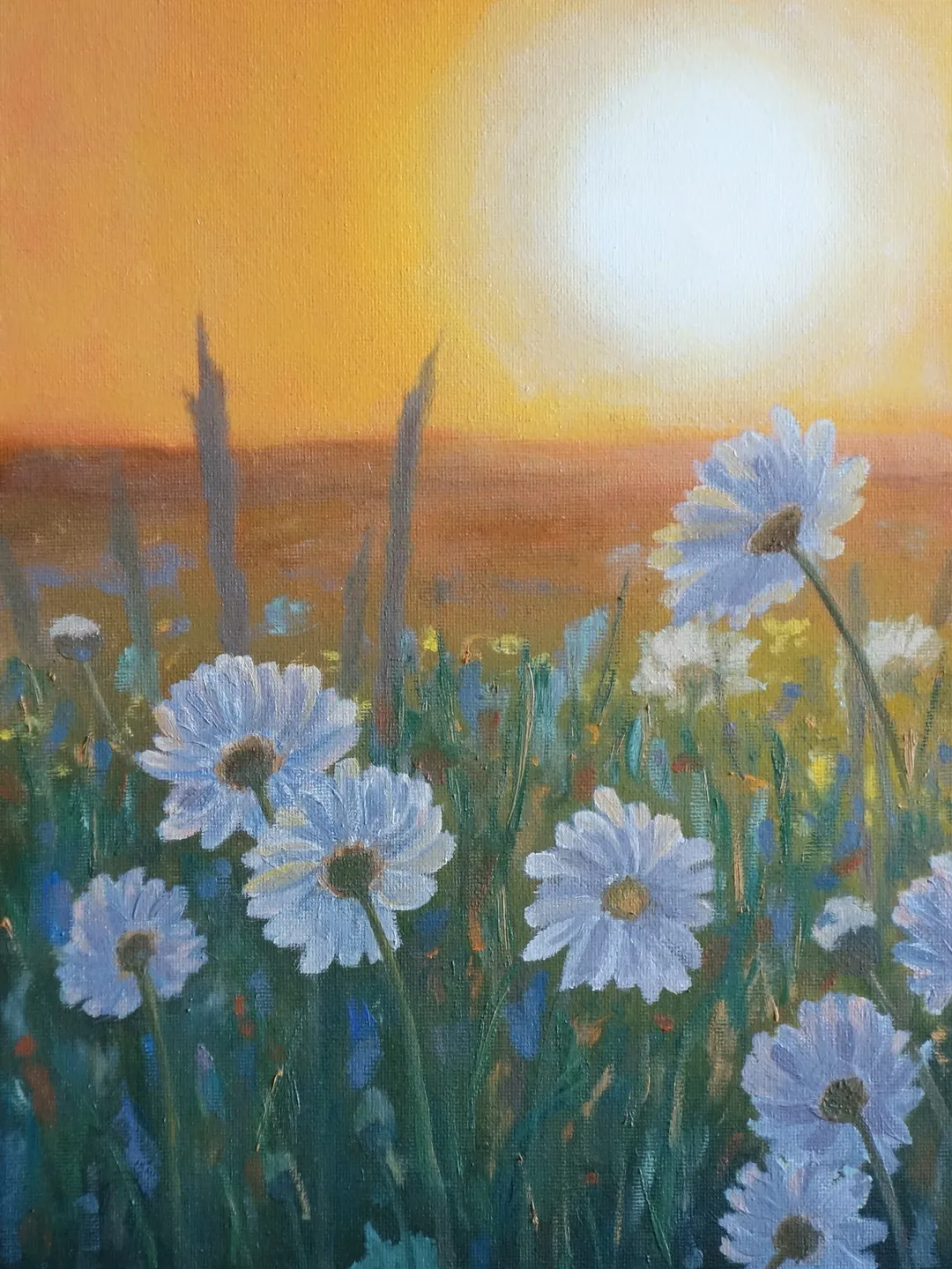 Oil painting Landscape Sunset on a chamomile field