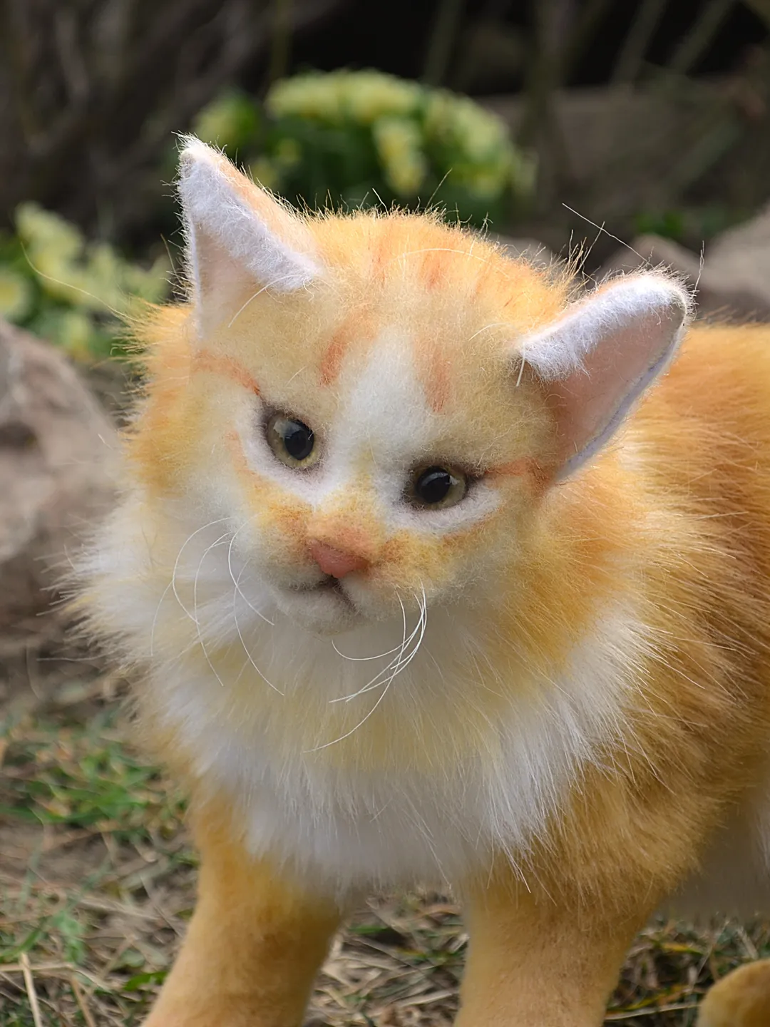 Cat Orange.
