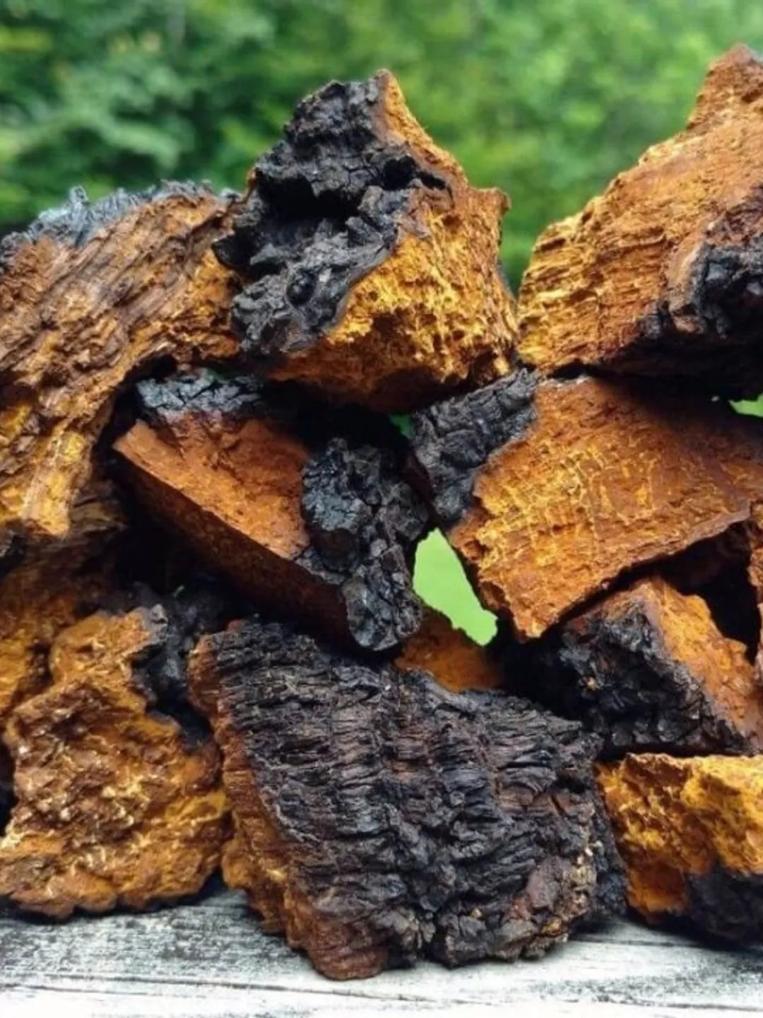 Organic Wild Chaga Mushroom Powder, Superfood Supplement | Herbal Tea, Medicinal 50g