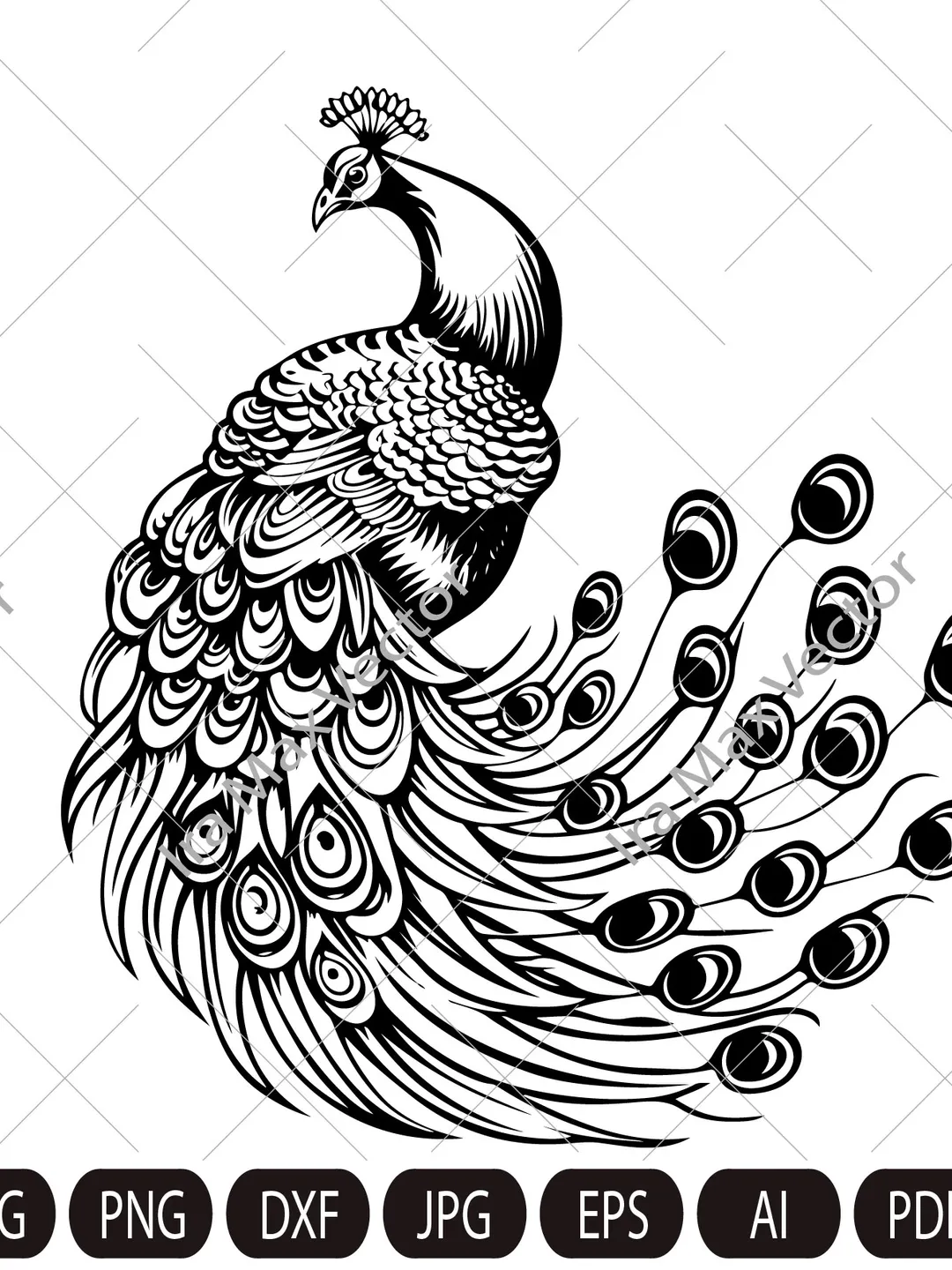 Peacock Svg, Peacock detailed, Peacock clipart, Peacock png, Peacock sketch, Cute Peacock, Bird