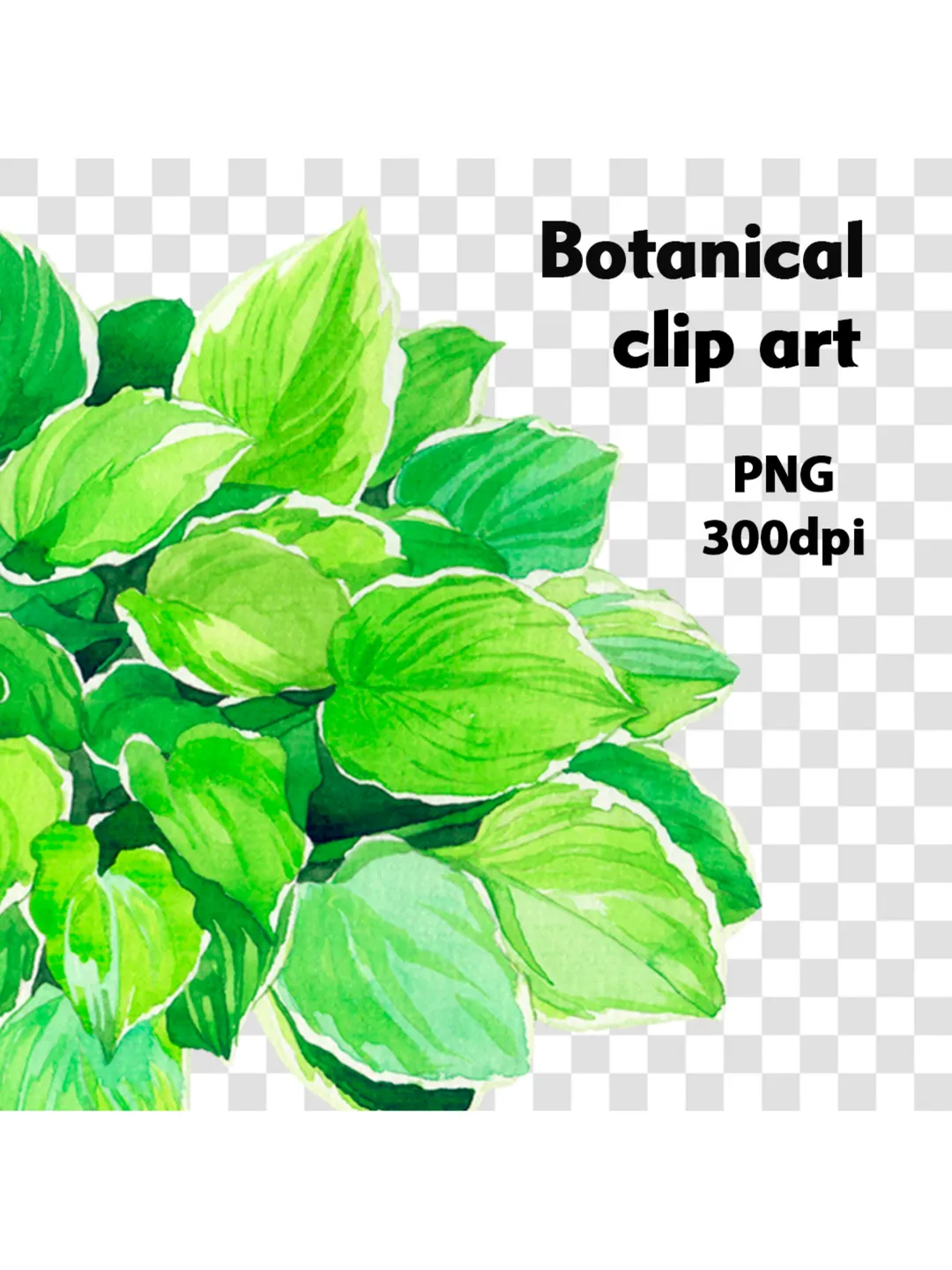 Watercolor clip art with green leaves Hosta Digital watercolor file Art print Illustration with hosta Printable wall art