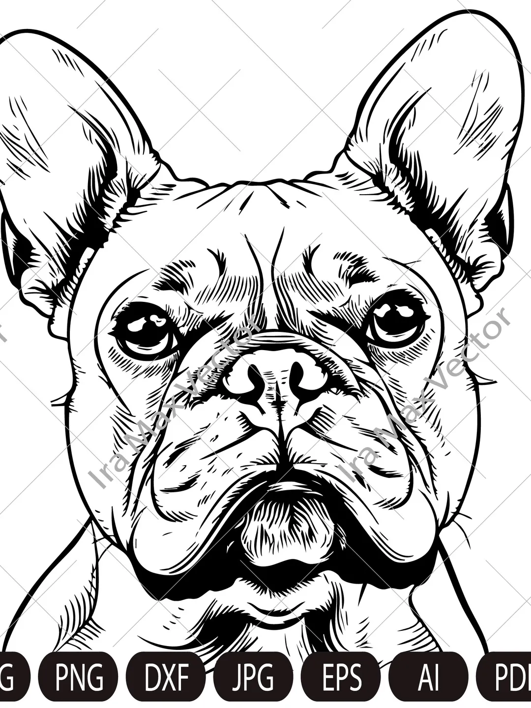 Bulldog (English Bulldog) Characteristics, Care \u0026 Photos | Chewy, image size:1080x1440