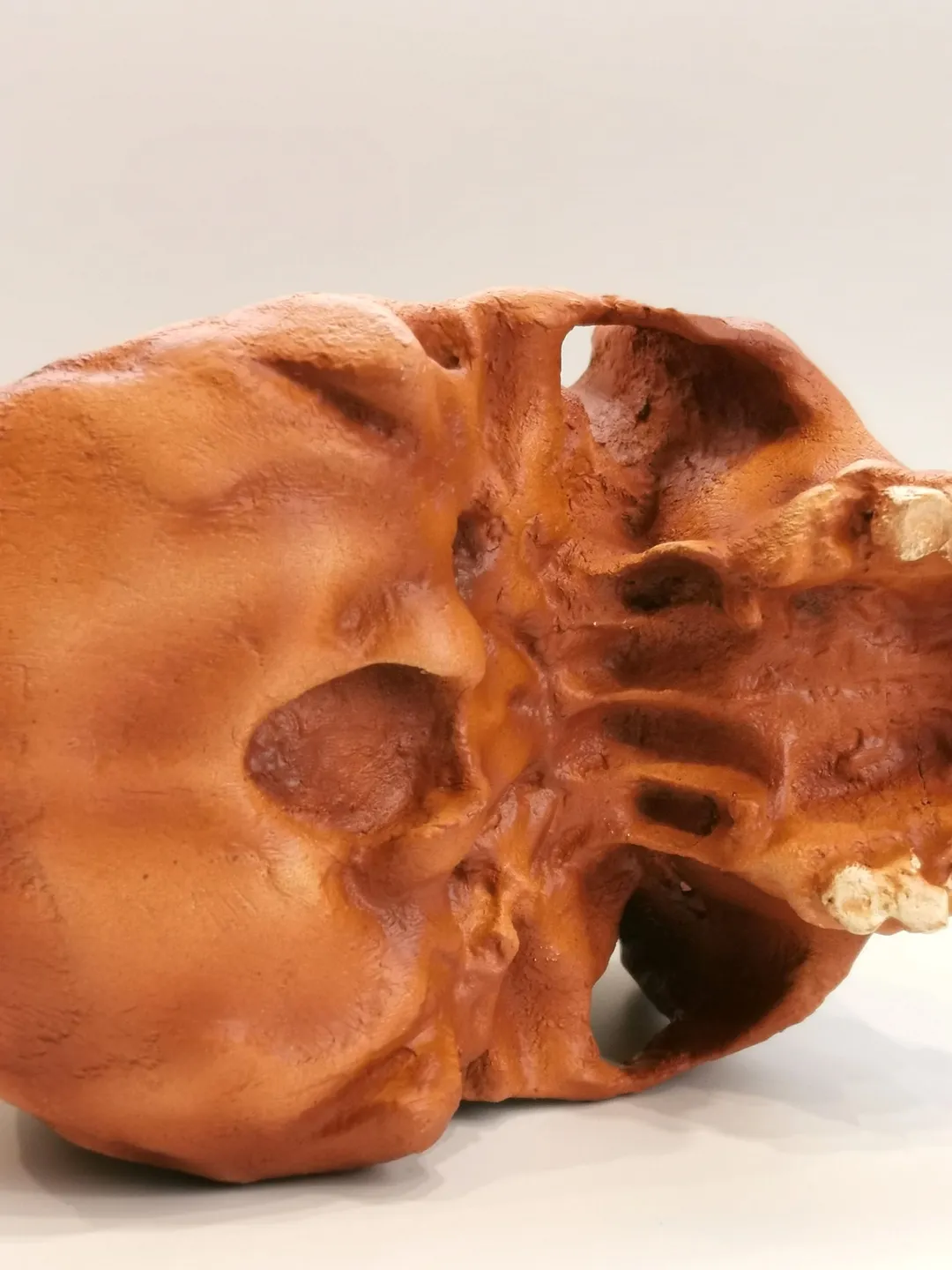 Rhodesian Man Found In Homo Heidelbergensis Rhodesian Man Skull Replica, Prehistoric Fossil ...