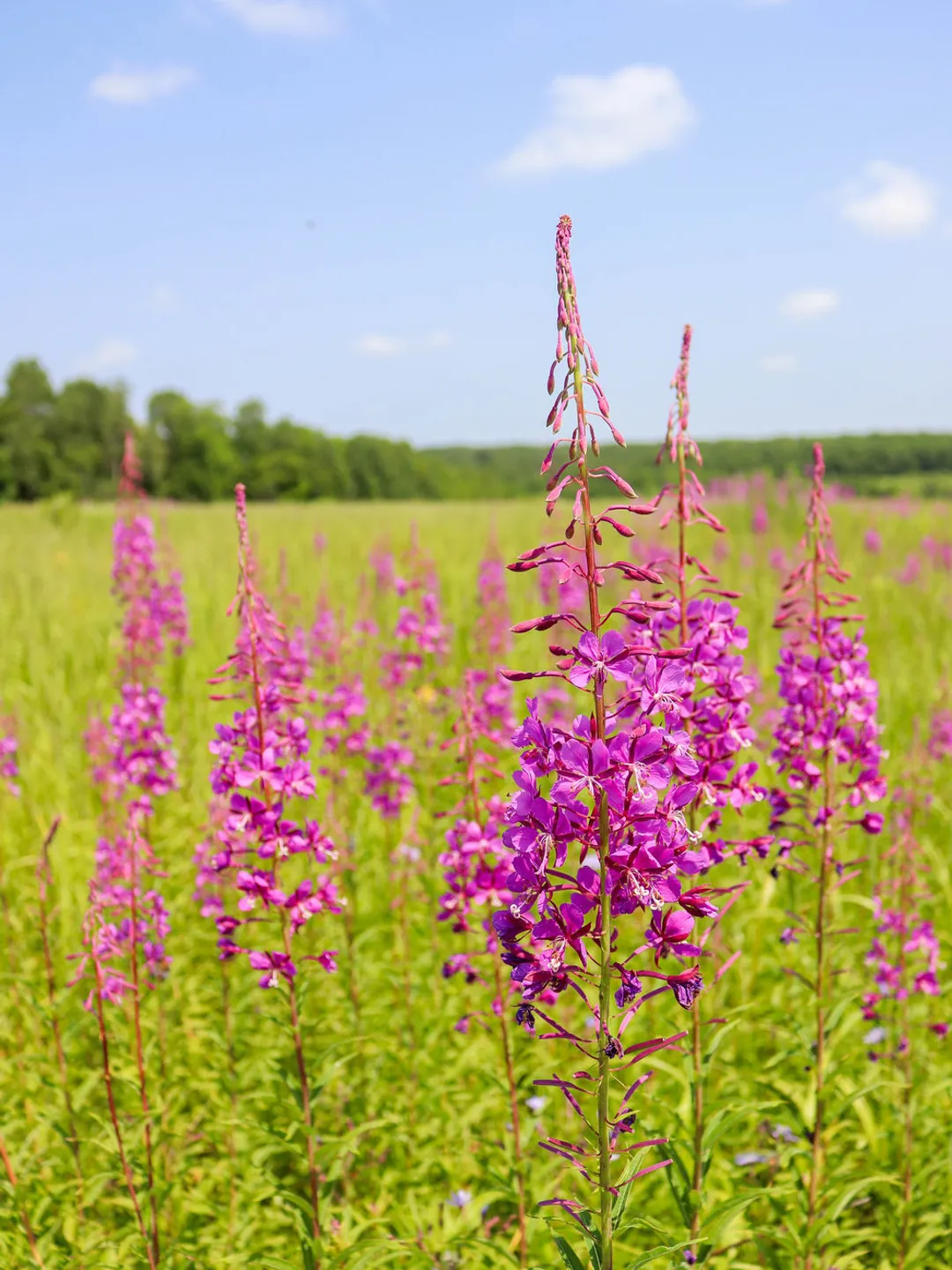Ivan Chai-Classic Russia IVAN TEA , fermented TEA, Vegan Herbal 100 teabags