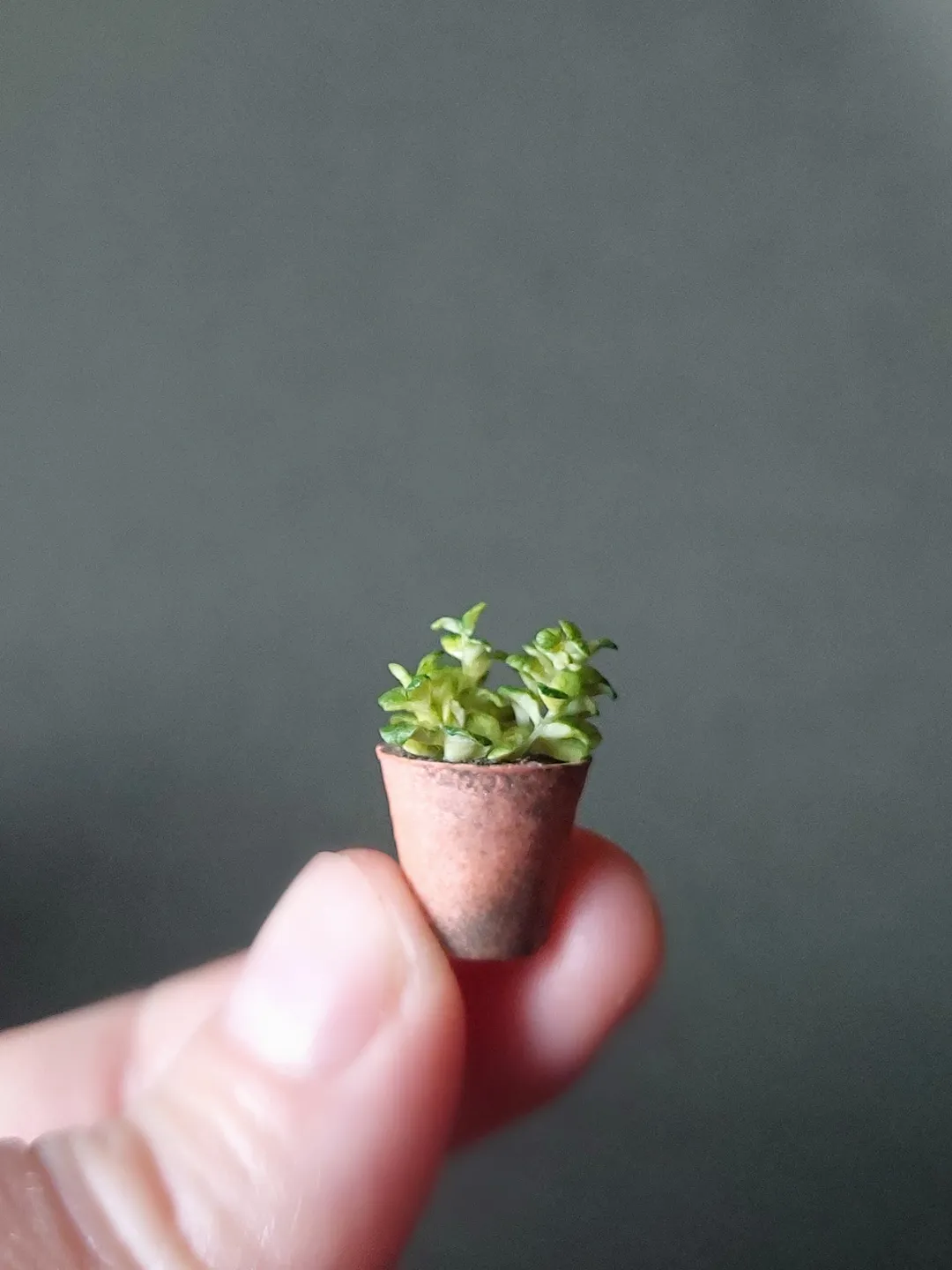 Miniature 1:12 realistic greenery, sprouts, seedlings in a pot for a dollhouse, for a rumbox, a doll garden, miniature plants.